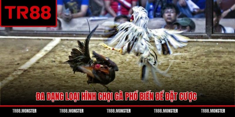 Đa dạng loại hình chọi gà phổ biến để đặt cược